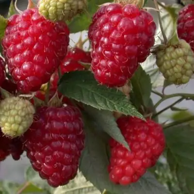 Малина ЭЛЕГАНТНАЯ в Орше