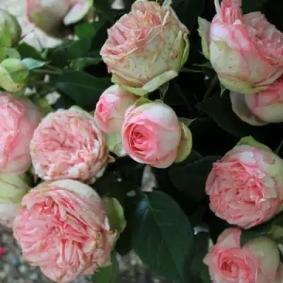 Роза ЧАРМИНГ ПИАНО спрей в Орше