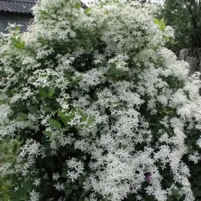 Клематис МАНЬЧЖУРСКИЙ в Орше