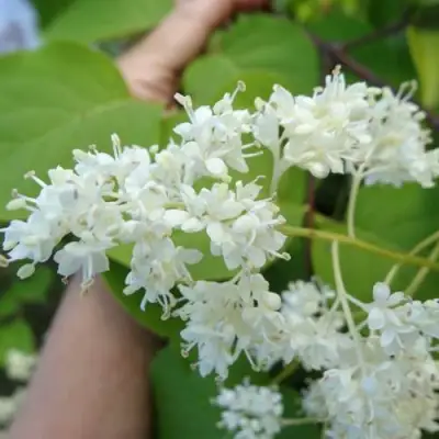 Сирень АМУРСКАЯ в Орше