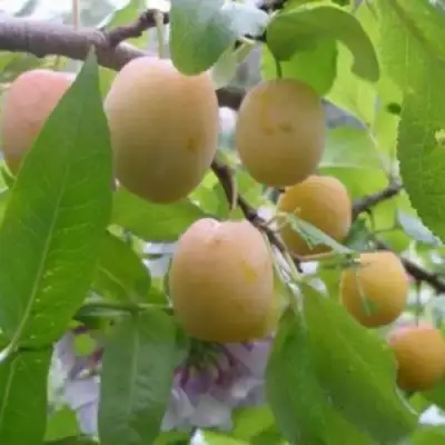 Слива УТРО в Орше