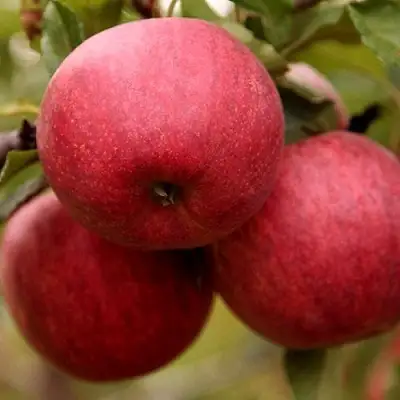 Яблоня ГАЛА ШНИГА в Орше