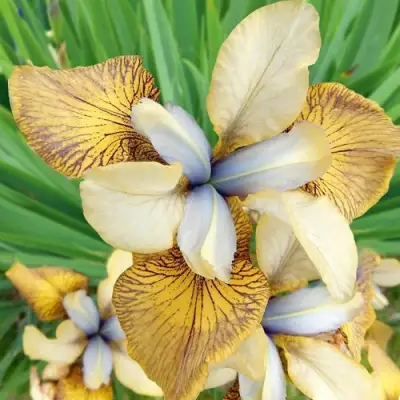 Ирис ФЛАЙИНГ ФИДДЛЗ сибирский в Орше