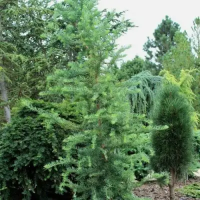 Лиственница КЕМПФЕРА в Орше