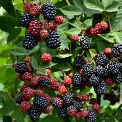 Ежевика РУБЕН ремонтантная  в Орше