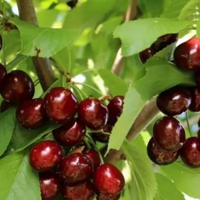 Черешня ИПУТЬ в Орше