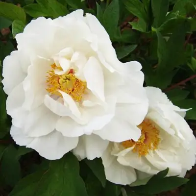 Пион БЕЛЫЙ НЕФРИТ древовидный в Орше