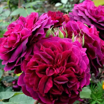 Роза МАНСТЕД ВУД английская в Орше