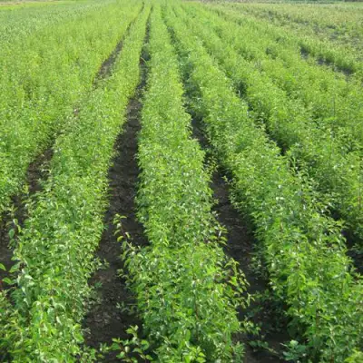 Подвой сливы ДИКАЯ АЛЫЧА в Орше