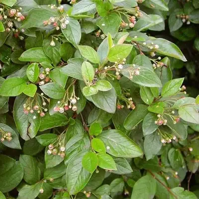 Кизильник блестящий в Орше