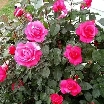 Роза МАЛИНОВЫЙ ЗВОН чайно-гибридная в Орше