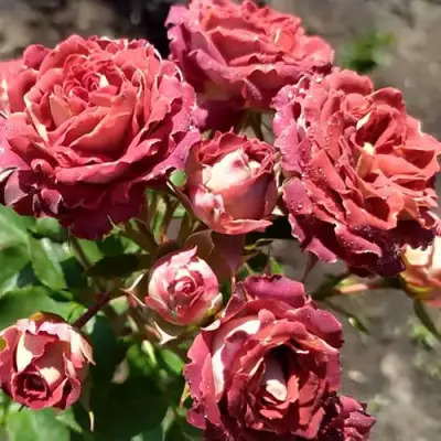 Роза ТИРАМИСУ спрей в Орше