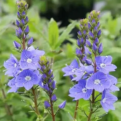 Вероника РОЯЛ БЛЮ большая в Орше