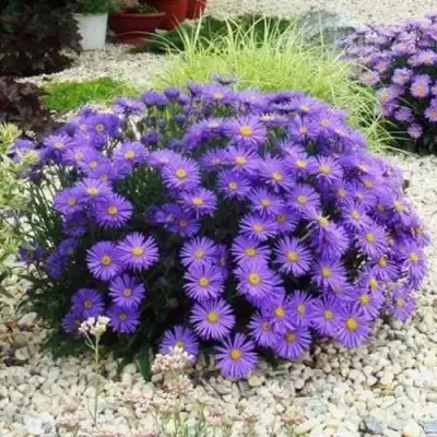 Астра ЛЕДИ ИН БЛЮ в Орше