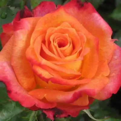 Роза ВАУ чайно-гибридная в Орше