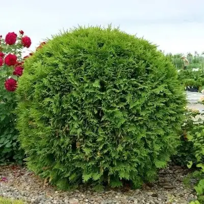 Туя ВУДВАРДИ западная в Орше