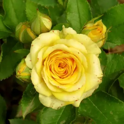 Роза САН СИТИ спрей в Орше