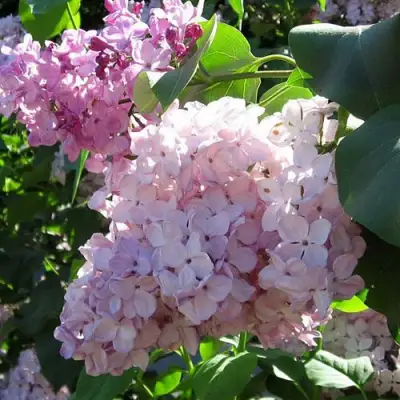 Сирень ГОРТЕНЗИЯ в Орше