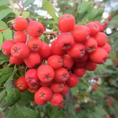 Рябина НЕВЕЖИНСКАЯ сладкоплодная в Орше