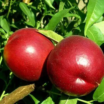 Нектарин НЕКТАРЕД-4 в Орше