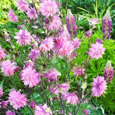 Аквилегия БАРЛОУ ПИНК гибрид МакКаны в Орше