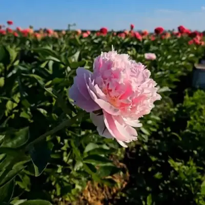 Пион ИМПЕРАТОРСКАЯ НАЛОЖНИЦА древовидный в Орше