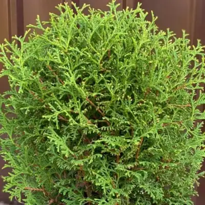 Туя ХОЗЕРИ западная в Орше