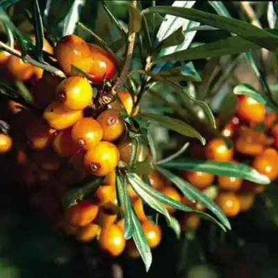 Облепиха ДАР КАЗАКОВУ в Орше