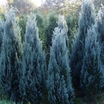 Кипарисовик ДАРТС БЛЮ РИББОН лавсона в Орше