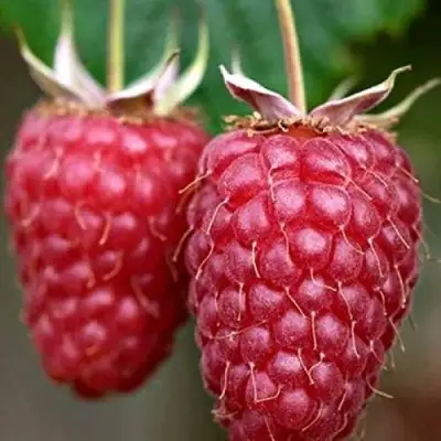 Малина РУБИНОВОЕ ОЖЕРЕЛЬЕ в Орше