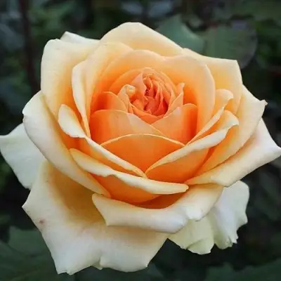 Роза ГЕЙША чайно-гибридная в Орше