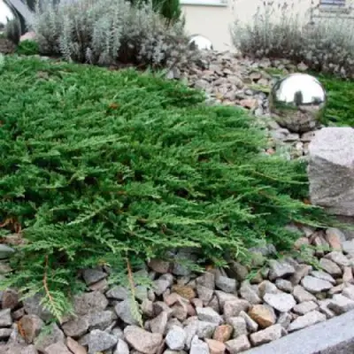 Можжевельник ПРИНЦ ОФ УЭЛЬС горизонтальный в Орше