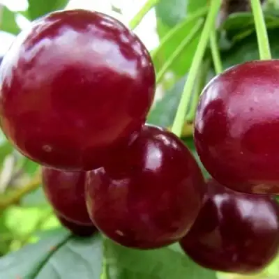 Вишня ГРИОТ БЕЛОРУССКИЙ в Орше