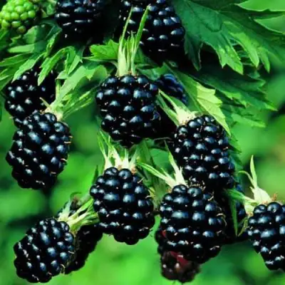 Ежевика КИТАНИНИ бесшипная  в Орше