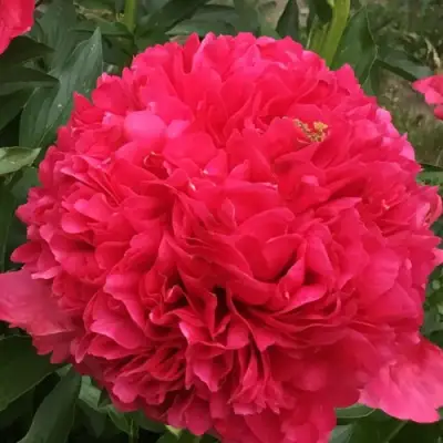 саженцы пиона