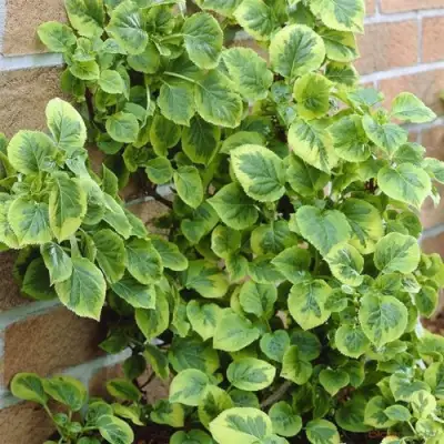 Гортензия МИРАНДА черешковая в Орше