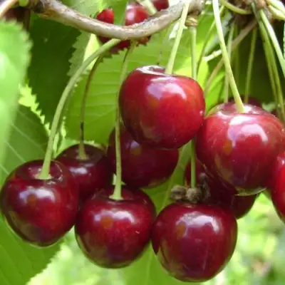 Вишня ХАРИТОНОВСКАЯ в Орше