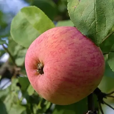 Яблоня МЕЛБА в Орше