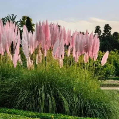 Кортадерия розовая (пампасная трава) в Орше