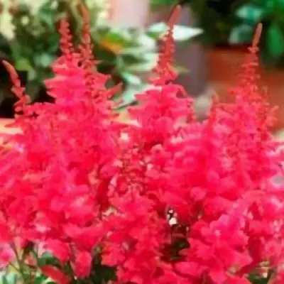 Астильба ЮНИК КАРМИН гибридная в Орше