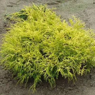 Кипарисовик ГОЛДЕН МОП горохоплодный в Орше