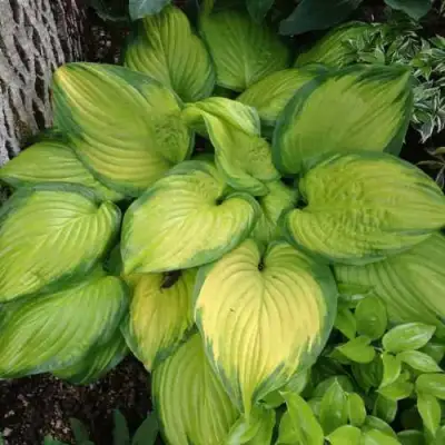 Хоста СТЕЙНД ГЛАСС гибридная в Орше