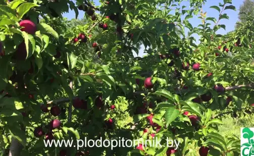 Превью видео