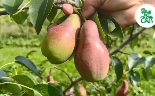 Превью видео