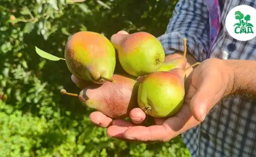 Превью видео