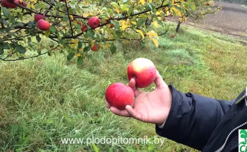 Превью видео