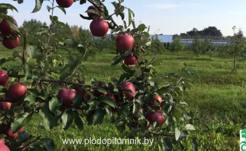 Превью видео