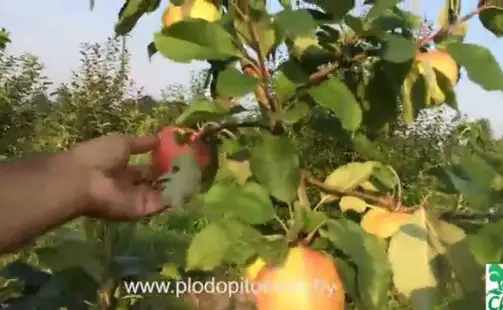 Превью видео