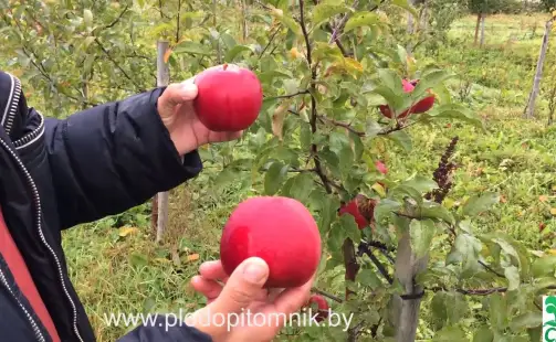 Превью видео