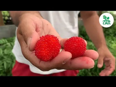 Превью видео